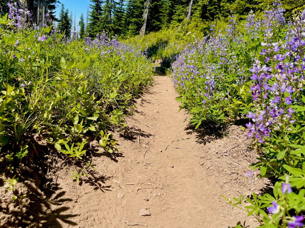 PCT SOBO 2022 Entry 5: Mosquito&nbsp;Hell